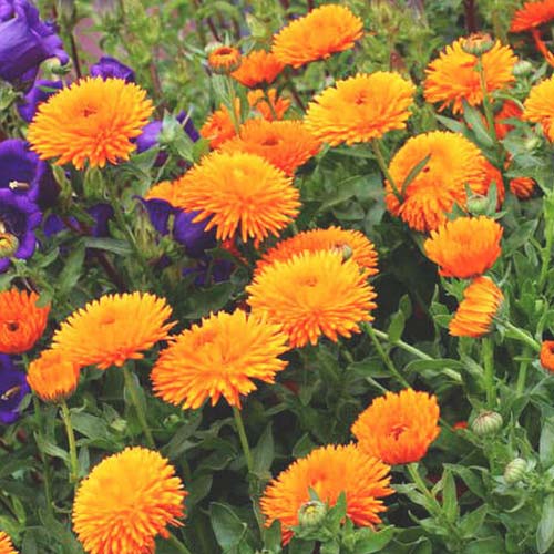 Календула Радио Русский огород НК изображение 1 артикул 84119