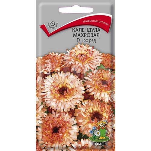 Календула Тач оф Ред, смесь окрасок Поиск изображение 1 артикул 92990