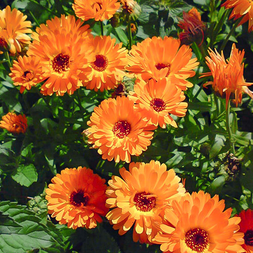 Календула Влюбленная леди Premium Seeds изображение 1 артикул 83907