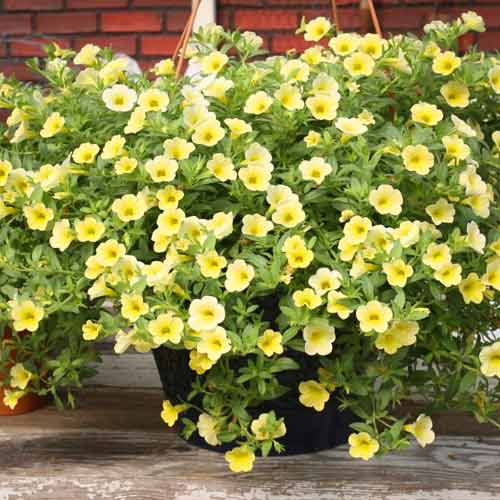 Калибрахоа ампельная Желтый шелк, семена изображение 1 артикул 66075