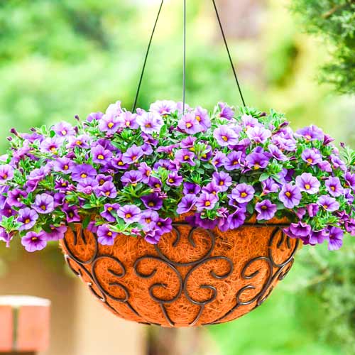 Калибрахоа Каблум синяя F1 изображение 1 артикул 71335