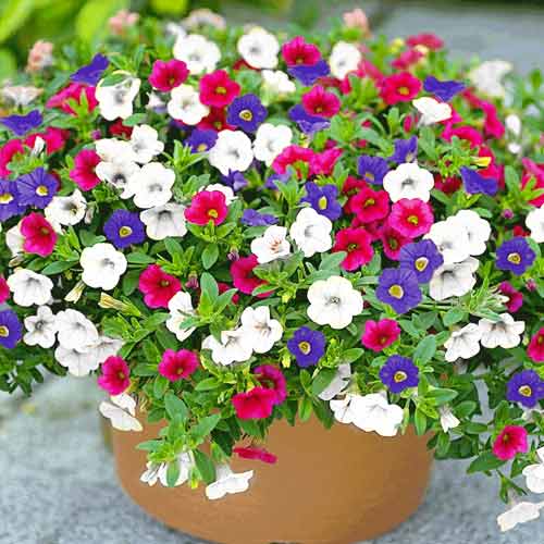 Калибрахоа Каблум, смесь изображение 1 артикул 58032