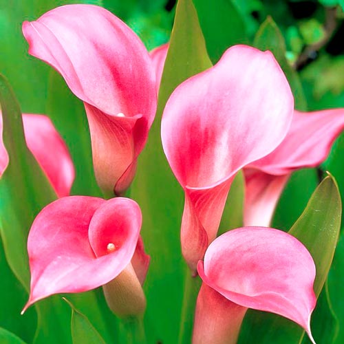 Калла Капитан Романс артикул фото 1 Калла Капитан Романс изображение 1 артикул 67111