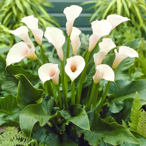 Калла Кристал Бьюти артикул фото 1 Калла Кристал Бьюти изображение 1 артикул 68302