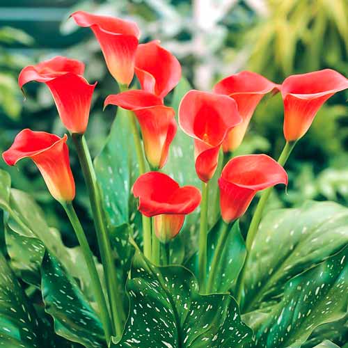 Калла Маджестик Ред артикул фото 1 Калла Маджестик Ред изображение 1 артикул 68303