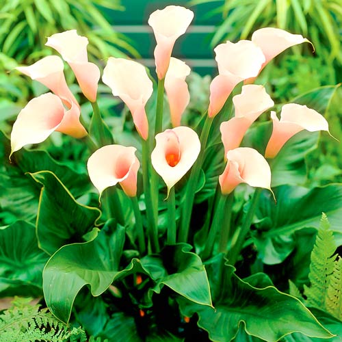 Калла Парфайт артикул фото 1 Калла Парфайт изображение 1 артикул 76195