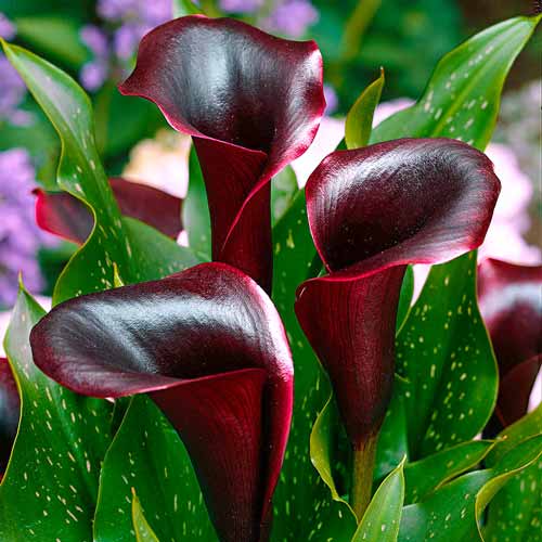 Калла Шварцвальдер  артикул фото 1 Калла Шварцвальдер  изображение 1 артикул 68305