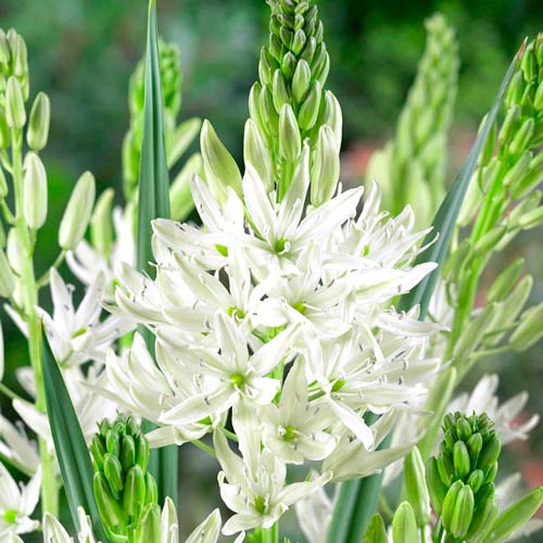 Камассия Семиплена артикул фото 1 Камассия Семиплена изображение 1 артикул 67608