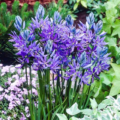 Камассия Квамаш изображение 1 артикул 67610