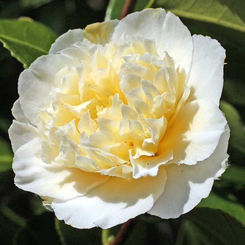 Камелия японская Йеллоу изображение 1 артикул 76647