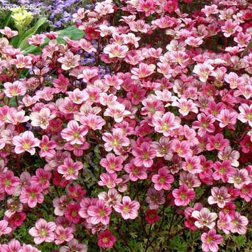 Камнеломка Арендса Пикси Роуз изображение 1 артикул 01345