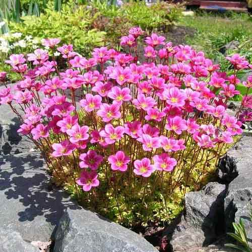 Камнеломка Пурпурный ковер изображение 1 артикул 65952