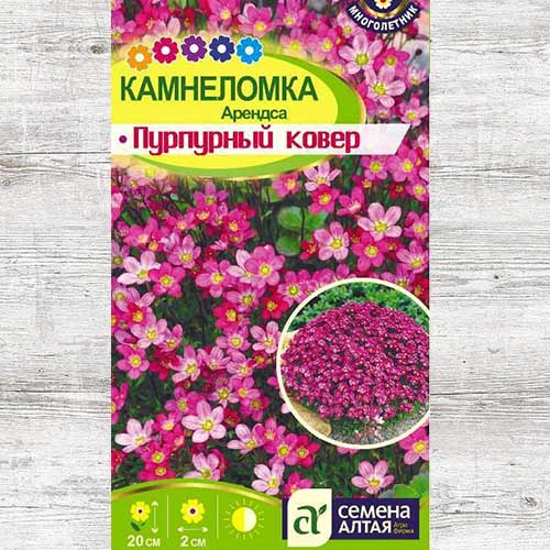 Камнеломка Арендса Пурпурный ковер изображение 1 артикул 81674