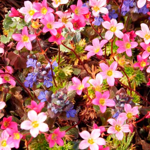 Камнеломка Самоцветы, смесь окрасок изображение 1 артикул 71337