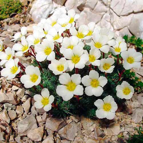 Камнеломка Снежный ковер артикул фото 1 Камнеломка Снежный ковер изображение 1 артикул 71338