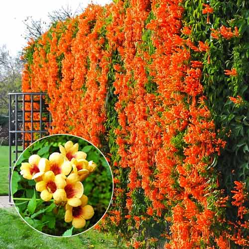 Кампсис Джуди  артикул фото 1 Кампсис Джуди  изображение 1 артикул 9153