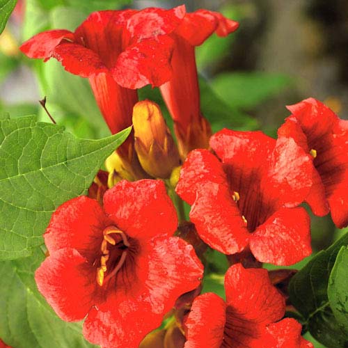 Кампсис Фламенко изображение 3 артикул 9049