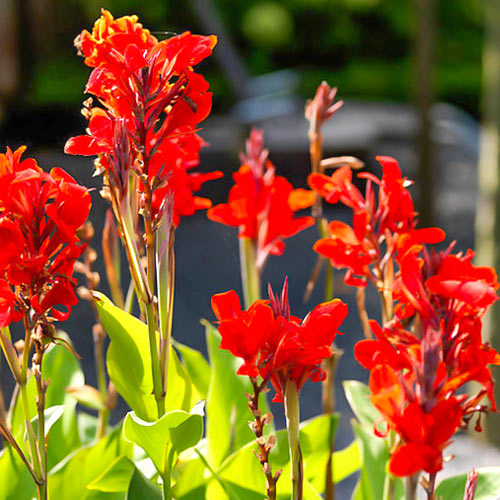 Канна Бриллиант изображение 1 артикул 67115