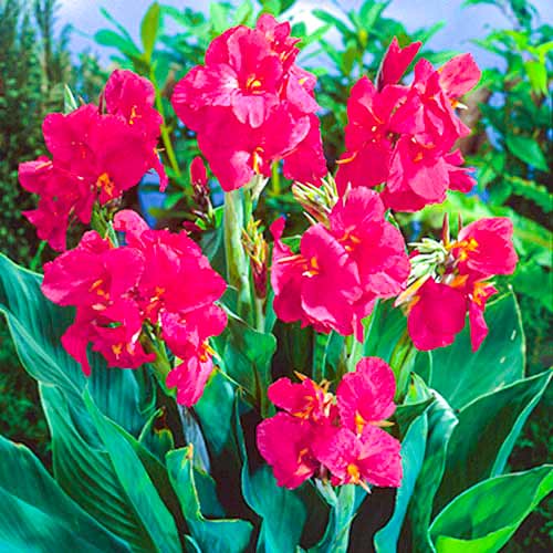 Канна Пинк изображение 1 артикул 70462