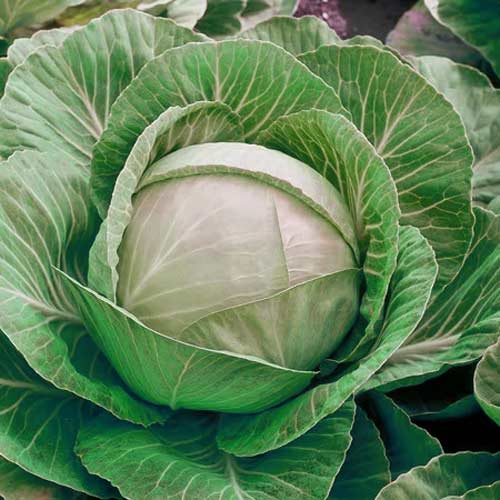 Капуста белокочанная Сахарный хруст, семена артикул фото 1 Капуста белокочанная Сахарный хруст, семена изображение 1 артикул 65013