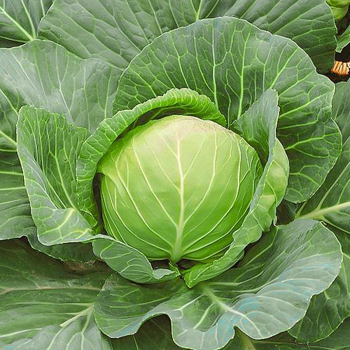 Капуста белокочанная Русский деликатес Уральский дачник изображение 1 артикул 83021