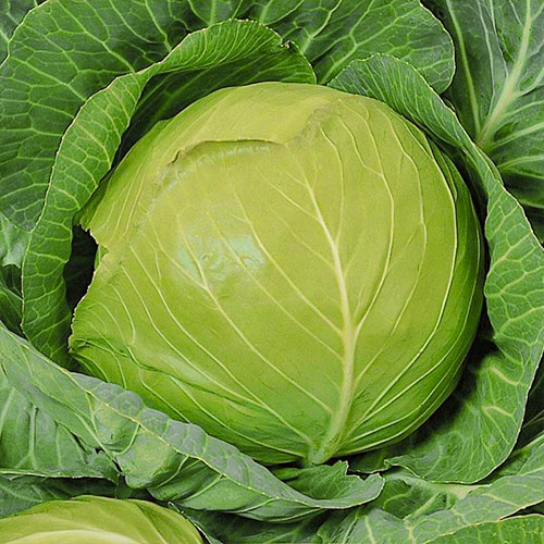 Капуста белокочанная Санькина любовь F1 Уральский дачник изображение 1 артикул 83022