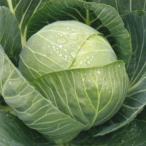 Капуста белокочанная Северянка F1 Уральский дачник изображение 1 артикул 74169