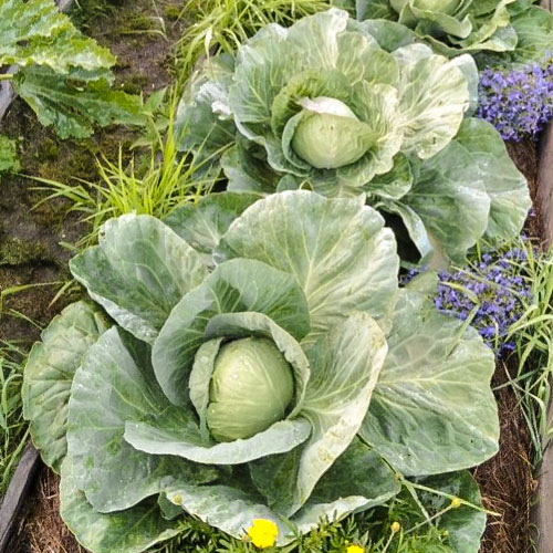 Капуста белокочанная Засолиха F1 Premium Seeds изображение 1 артикул 83750