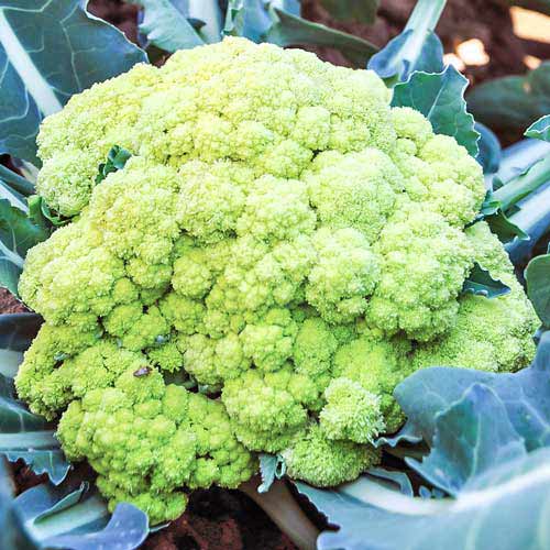 Капуста цветная Броккаули F1 Русский огород НК изображение 1 артикул 69888