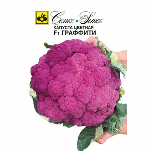 Капуста цветная Граффити F1 Семко артикул фото 1 Капуста цветная Граффити F1 Семко изображение 1 артикул 94242