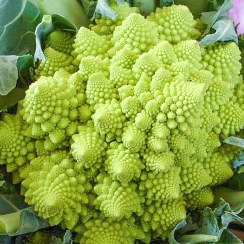 Капуста цветная Изумрудный кубок изображение 1 артикул 65925