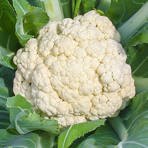 Капуста цветная Сливочный пломбир F1 Уральский дачник артикул фото 1 Капуста цветная Сливочный пломбир F1 Уральский дачник изображение 1 артикул 83119