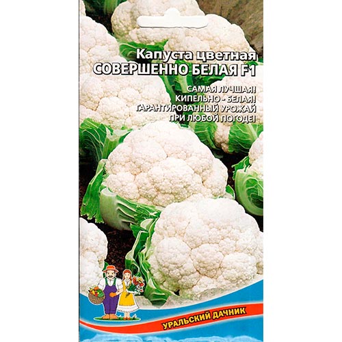 Капуста цветная Совершенно белая F1 Уральский дачник изображение 1 артикул 94541