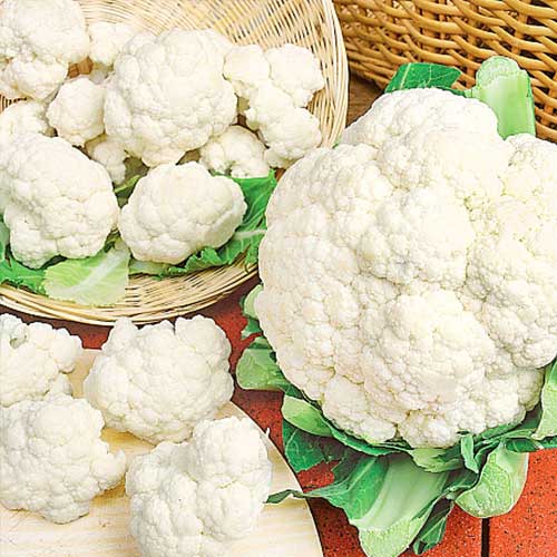 Капуста цветная Старгейт F1 артикул фото 1 Капуста цветная Старгейт F1 изображение 1 артикул 65725