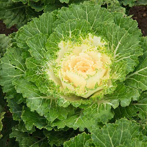 Капуста декоративная Осака белая F1, семена изображение 1 артикул 65832