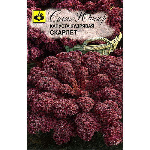 Капуста кале Скарлет Семко артикул фото 1 Капуста кале Скарлет Семко изображение 1 артикул 74893