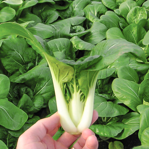 Капуста китайская пак-чой Тибетский лекарь Уральский дачник артикул фото 1 Капуста китайская пак-чой Тибетский лекарь Уральский дачник изображение 1 артикул 83055