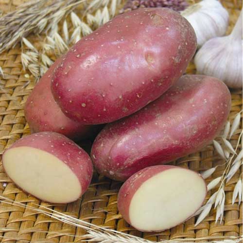 Картофель Ажур Седек артикул фото 1 Картофель Ажур Седек изображение 1 артикул 84884