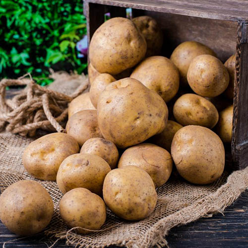 Картофель Антошка изображение 1 артикул 9620