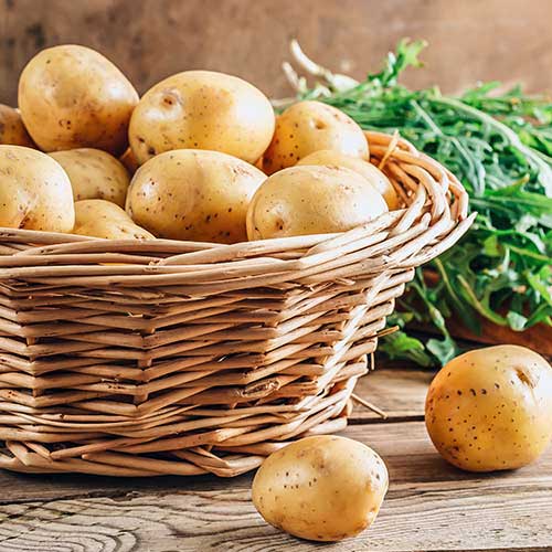 Картофель Арктика изображение 1 артикул 1092