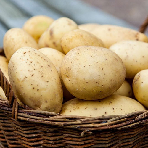 Картофель Армада артикул фото 1 Картофель Армада изображение 1 артикул 4527