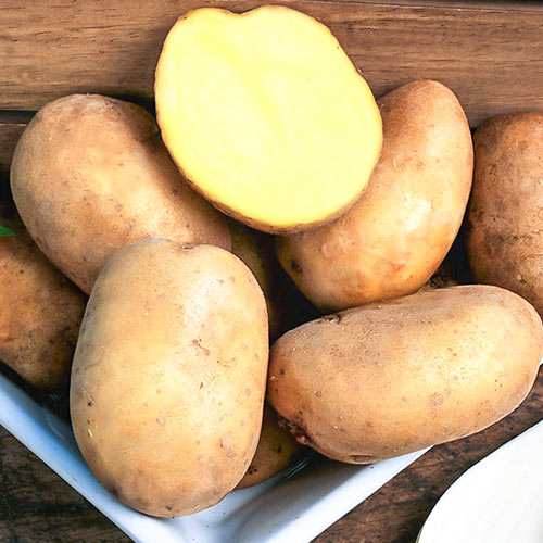 Картофель Азарт изображение 1 артикул 1035