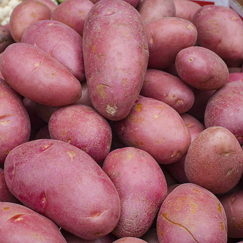 Картофель Эволюшн изображение 1 артикул 7873