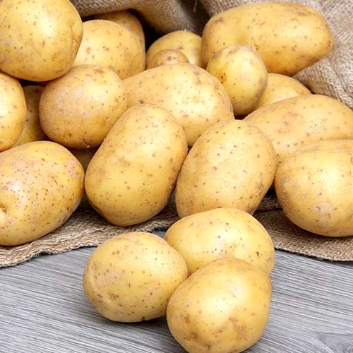 Картофель Фермер Седек артикул фото 1 Картофель Фермер Седек изображение 1 артикул 84895