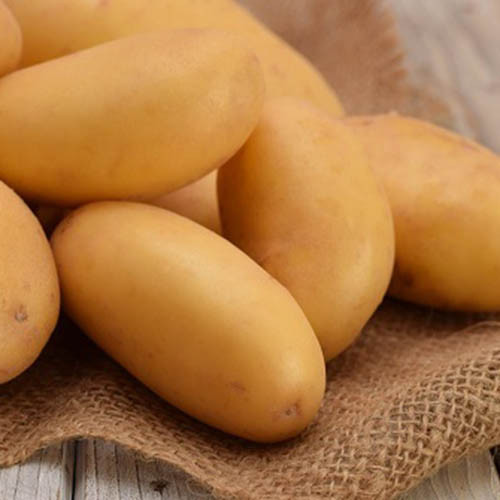 Картофель Гулливер изображение 1 артикул 1070