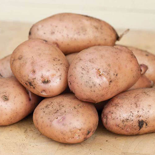 Картофель Жуковский ранний артикул фото 1 Картофель Жуковский ранний изображение 1 артикул 7831