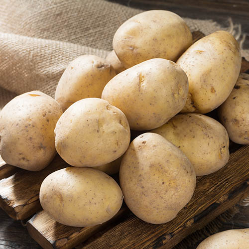 Картофель Колетте изображение 1 артикул 7882