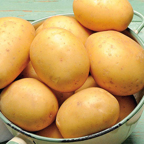 Картофель Колобок изображение 1 артикул 1040