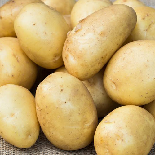 Картофель Крепыш артикул фото 1 Картофель Крепыш изображение 1 артикул 5663