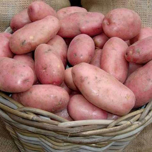 Картофель Леди Розетта изображение 1 артикул 9624